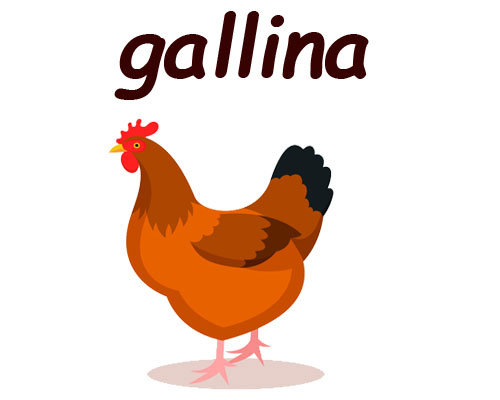 gallina