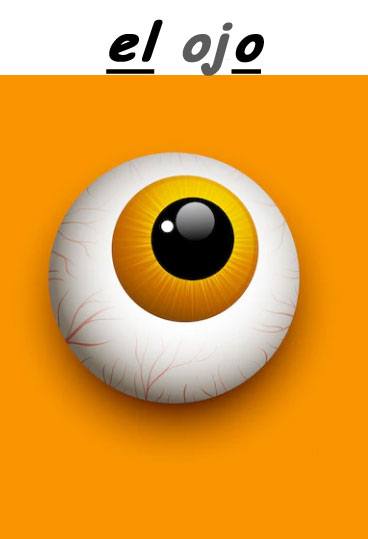 el ojo